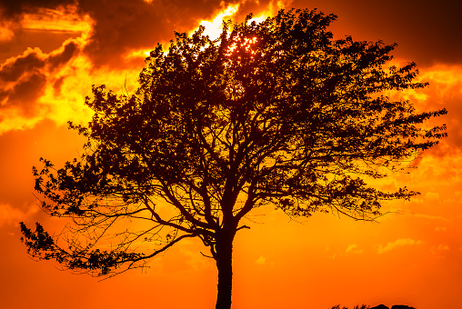 A lone tree stands against a vibrant sunset, its silhouette sharply outlined by the fiery shades of orange and yellow that fill the sky. The setting sun peeks through the trees branches, casting a warm glow that reflects the serene beauty of a Swedish evening.