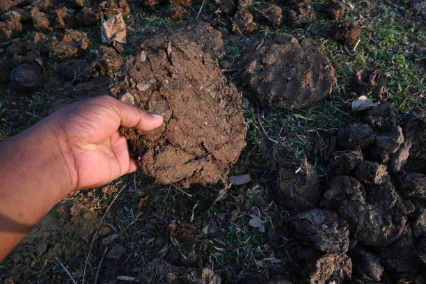 istock Cow Dung Cakes or gobar upla. 2085698709
