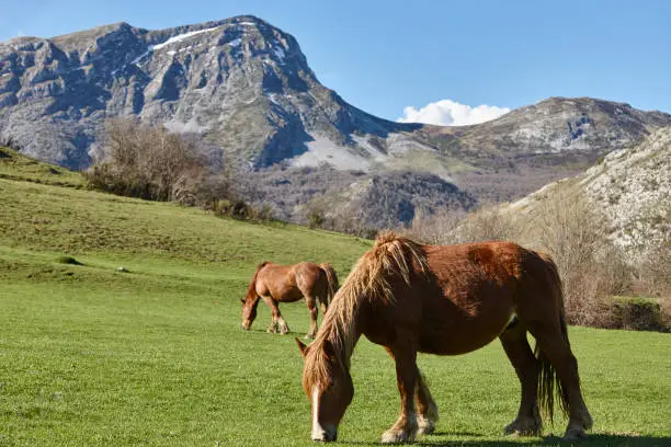 Horses in a green valley. Castilla y Leon landscape. Spain