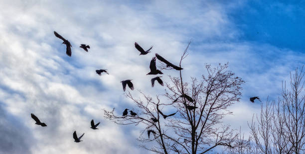 istock black crows fly out of the tree against the backdrop of the sky 2085709218