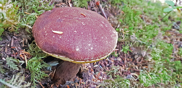 Wild Japanesse Dorayaki Look a like Mushroom growing in Alaskan Wilderness