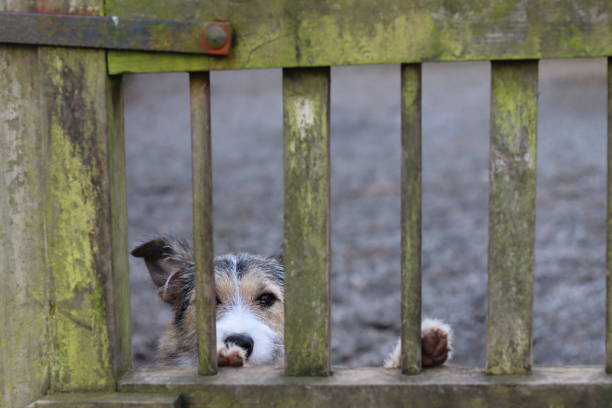 istock Dog waiting at a gate for its owner 2085721983