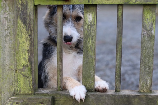 Dog waiting at a gate for its owner
