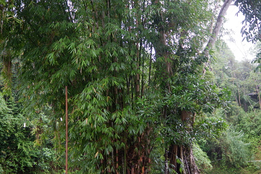 Photography of lush bamboo tree plants