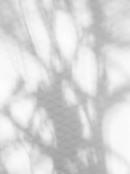 istock Shadow Background Abstract Leave Overlay Wall Floor Light Effect White Plant Sunlight Backdrop Mockup Minimal Spring Summer Nature Grey blur Photography Scene Template Poster Card Frame Product. 2085732566