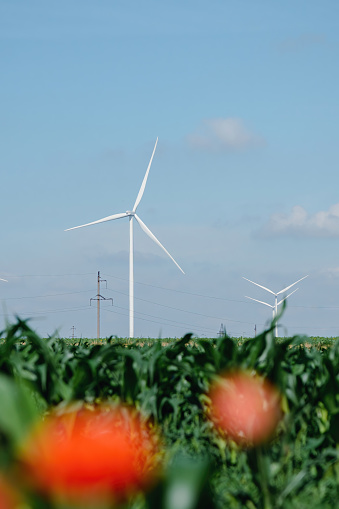 Blurry red flowers against windmills with rotor blades generating renewable energy on farm field. Windmills produce alternative energy near electric pillar
