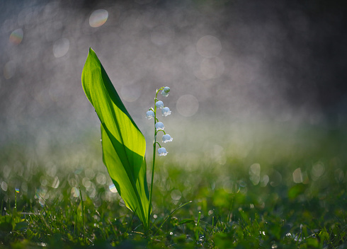 Lily of the valley on green grass with bokeh in the morning