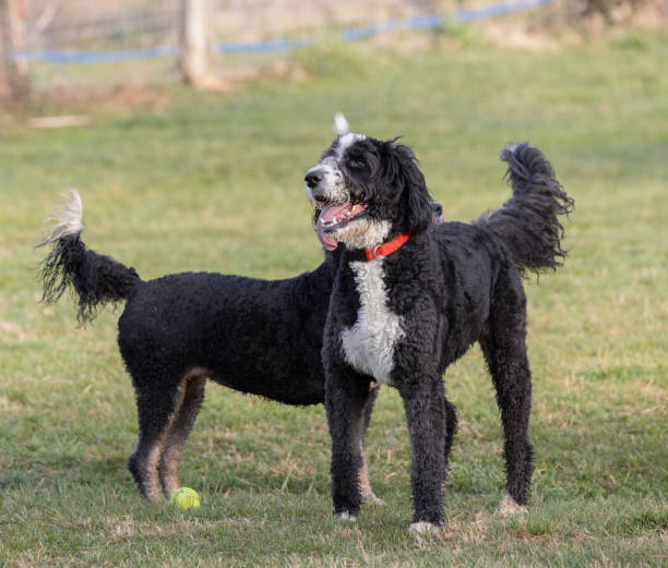 istock Spanish Water Dogs playing in a park 2085740533