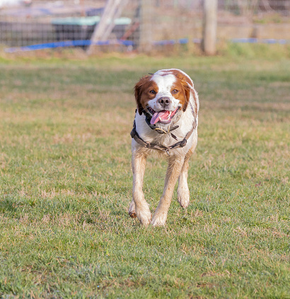 A Brittany Spaniel playing in a park