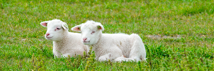 Two lambs cuddling on the grass