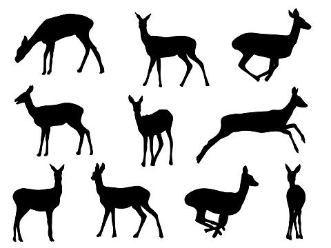 Silhouettes of doe