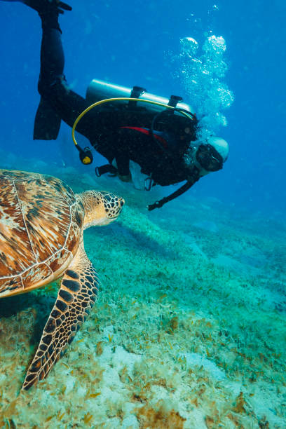 istock Sea turtle Underwater  Scuba diver explore and enjoy,  with  turtle  Sea life 2085761683