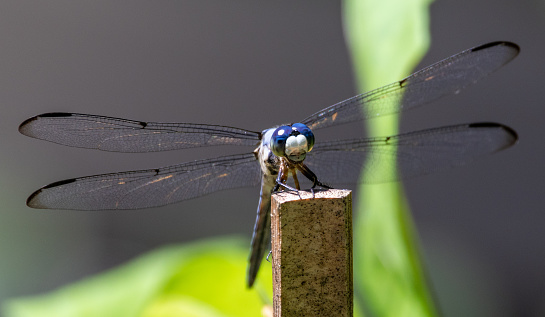 A macro shot of a dragonfly with wide-open wings