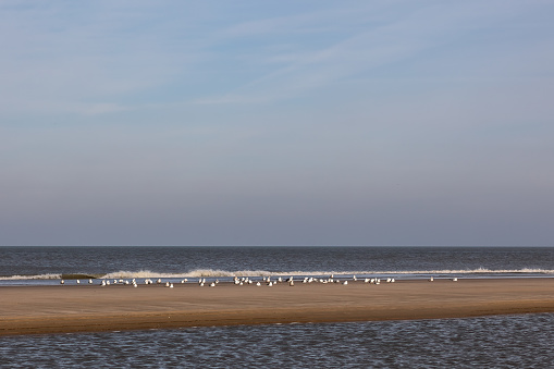 A flock of seagulls standing on the beach of the North Sea close to the waterline