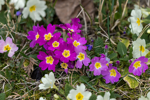 High-angle shot of purple and white primroses in the garden at daylight in springtime.