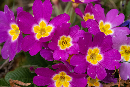 Purple common primroses