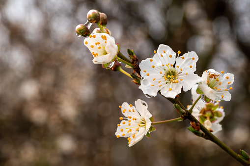 Plum tree blossoms