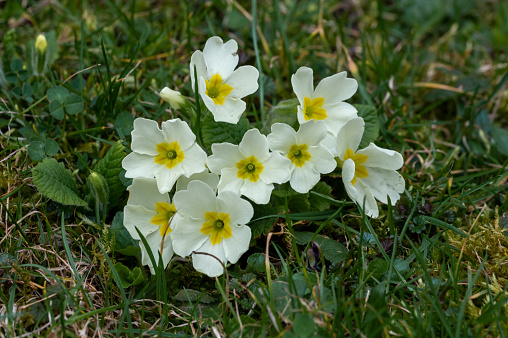 White common primroses