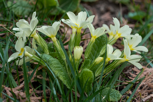 White common primroses