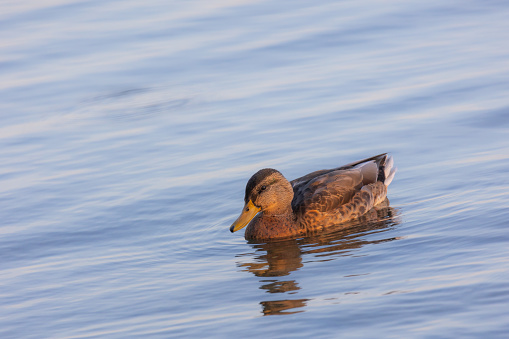 A duck (anatidae) swimming in a lake with3 blue colored water