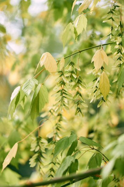 istock Clusters of Chinese wingnut seeds among dense foliage 2085774540