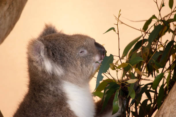 the Koala has a large round head, big furry ears and big black nose. Their fur is usually grey-brown in color with white fur on the chest, inner arms, ears and bottom.