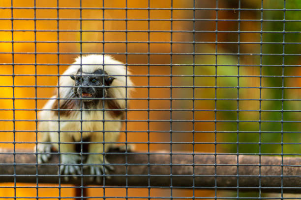 Close up portrait of the cotton top tamarin monkey.