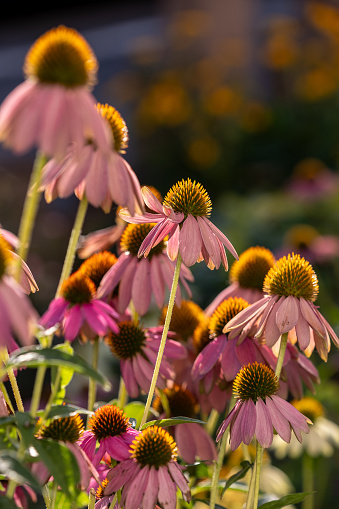 Coneflowers (Echinacea) in antique pink full bloom and partly whithered with a blurred background