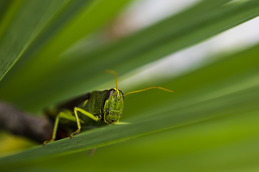 Swarming Locusts (Schistocerca) green grasshoper on a palm leaf