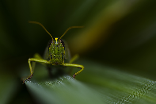 A green grasshopper with a brown back sitting on a flat leaf of grass