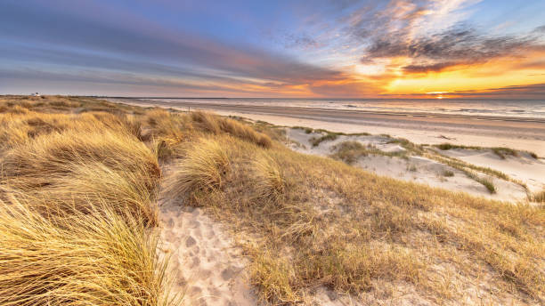 istock Beach and dunes colorful sunset 2085821225