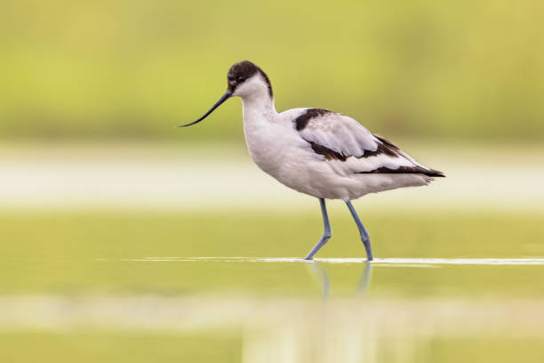 istock Pied avocet foraging in shallow water 2085823314