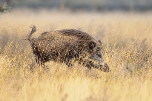 Wild boar (Sus scrofa). This animal is a suid native to much of Eurasia and North Africa, and has been introduced to the Americas and Oceania.