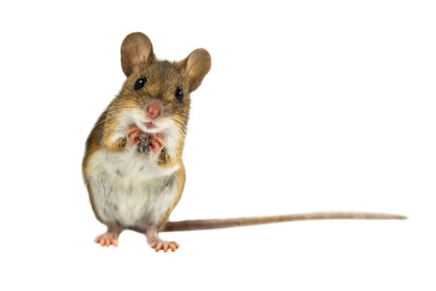 istock Geeky Funny Field Mouse on white background 2085829259