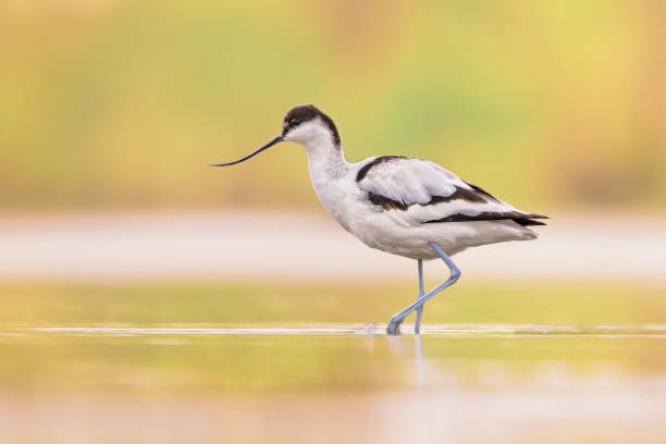 istock Pied avocet foraging in shallow water 2085830001