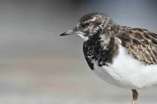 Close-up of Arenaria interpres Ruddy Turnstone with its winter plumage. Tournepierre à collier Arenaria interpres en gros plan avec son plumage d'hiver.