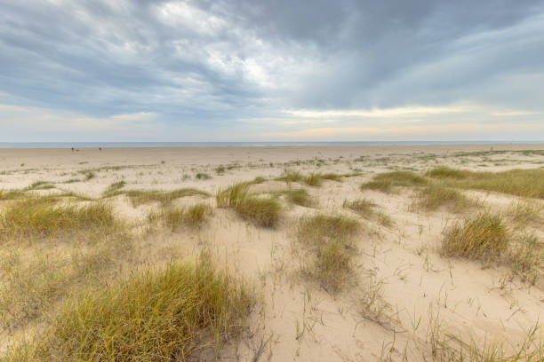 Outlook over Coastal Dune View on the Dutch North Sea Coast at Sunset. Landscape Scene of Nature in Europe.