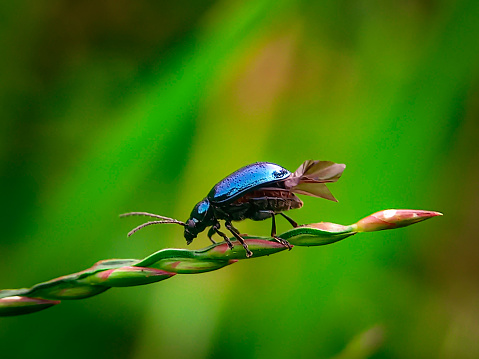 A black beetle at the edge of the grass