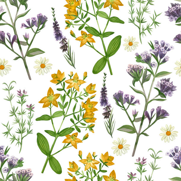 istock Watercolor pattern. Meadow grasses and flowers echinacea, hypericaceae, heather, chamomile, oregano hand drawn in watercolor. Suitable for printing on paper, fabric, scrapbooking, design, textiles 2085850291