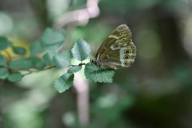 Bacchus butterfly (Bacchus bacchus) perched delicately on a leaf in the forest. Papillon Bacchante (Bacchus bacchus) perché délicatement sur une feuille en forêt.