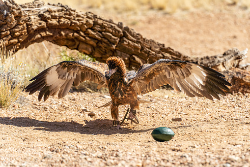 Australian wedge-tailed eagle approaching a prop egg during a zoo demonstration.