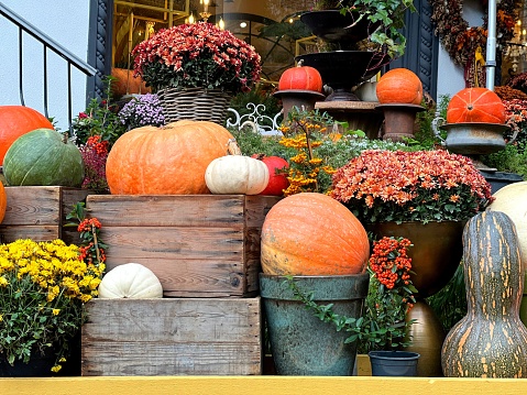 Autumn decoration pumpkins, gourds, chrysanthemum flowers, pyracantha berries.