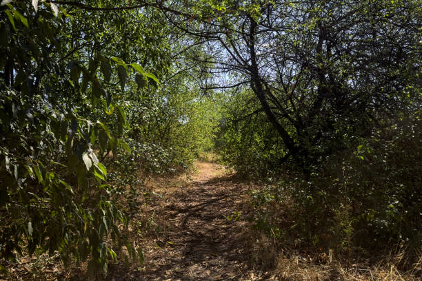 istock Path with trees arching on it on a summer day in the italian countryside 2085875210