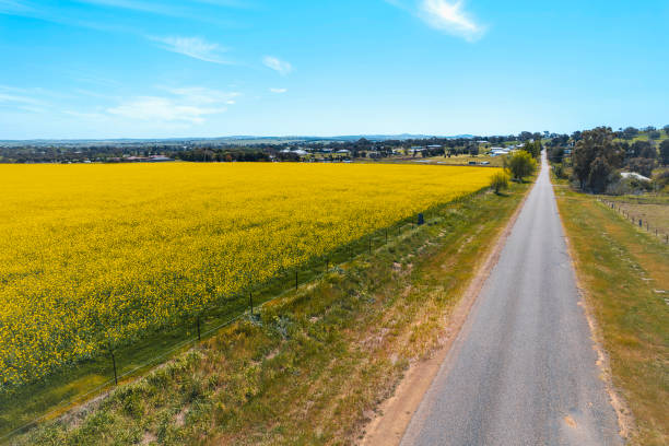 istock The beautiful rapeseed fields of Cowra Town 2085879476