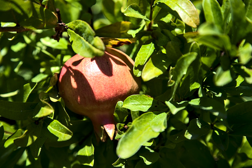 Ripe pomegranate among leaves  on a sunny day seen up close