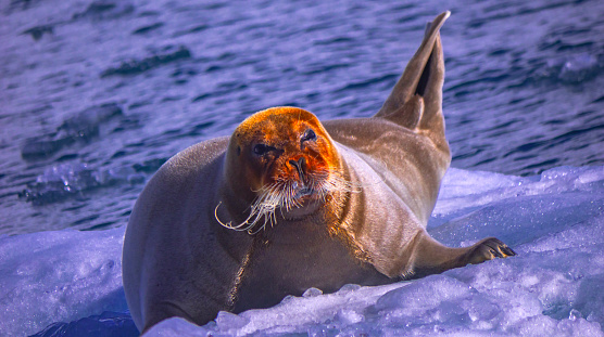 Bearded Seal, Erignathus barbatus, Arctic, Spitsbergen, Svalbard, Norway, Europe