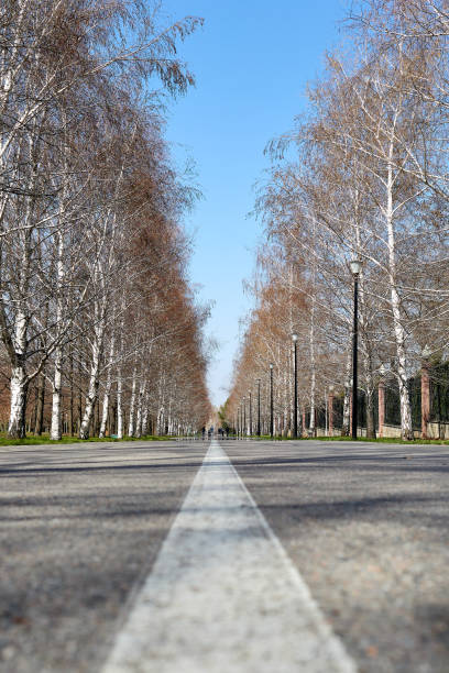 low angle perspective view of asphalted alley with birches along in park