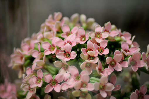 Pink kalanchoe flowers