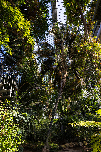 Tropical plants under the metal structure of the large greenhouses of the Lyon Botanical Garden, inside the Parc de la Tête d'Or