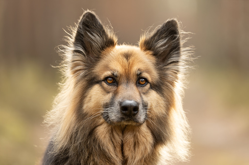 Mixed-Breed Dog portrait on forest in sunny day. This file is cleaned and retouched.